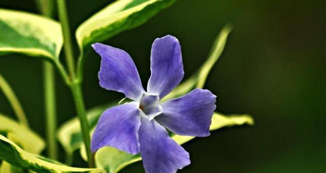 绿叶紫花——一种神秘的植物（探究其属于什么科植物及特点）