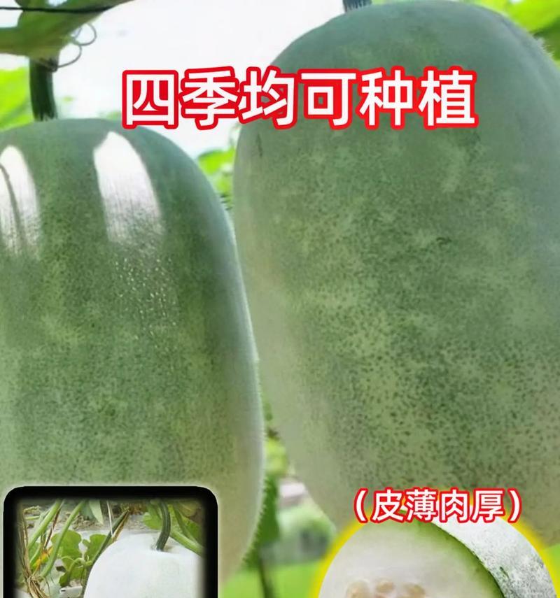 如何留下优质冬瓜种子（详细介绍冬瓜留种子的步骤和技巧）