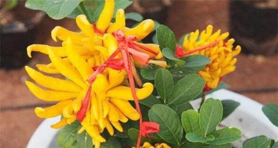 佛手花爱阳光的秘密（探究佛手花喜欢阳光的原因与注意事项）