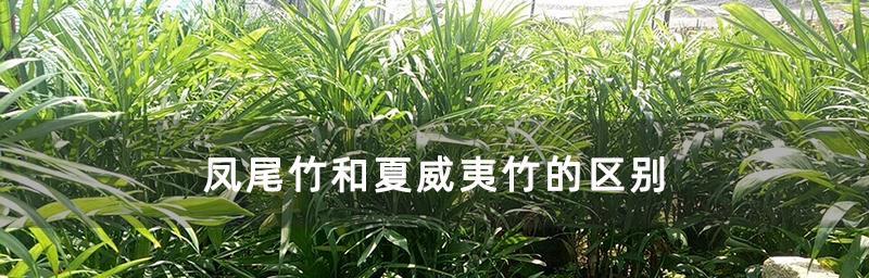 夏威夷竹浇水的正确方法（保持土壤湿润，注意水质和温度，合理施肥）