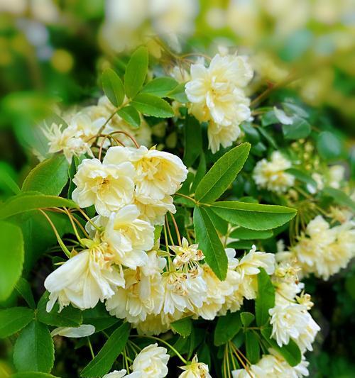 清香木的开花时间及特点（了解清香木的开花时间和生长特点，轻松种好清香木）