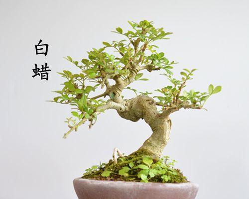 如何修剪节白蜡（掌握修剪技巧，让节白蜡更健康）
