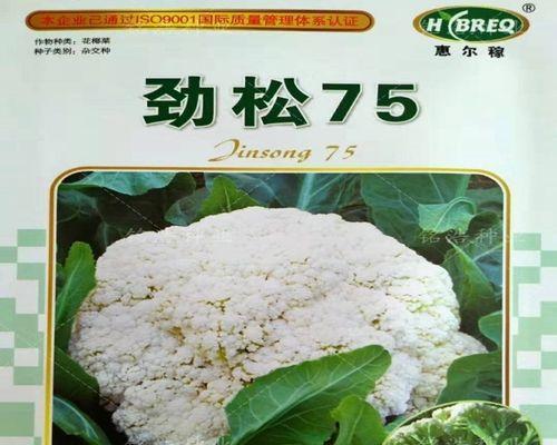 花椰菜的种植技巧（合适的播种时间和种植要点）