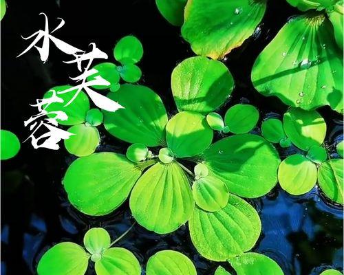水葫芦的养殖技巧（打造美丽池塘的必备之选）