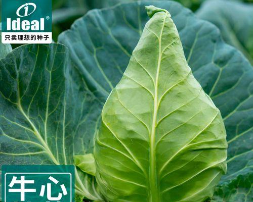 牛心菜和圆菜是同一种菜吗？（探究两者的区别与联系）