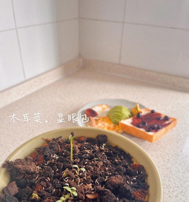 木耳菜的营养与美食（美味可口的木耳菜，带来全面健康）