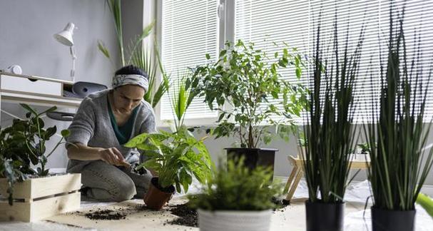 阿司匹林养花指南（使用阿司匹林让您的花儿更美丽）