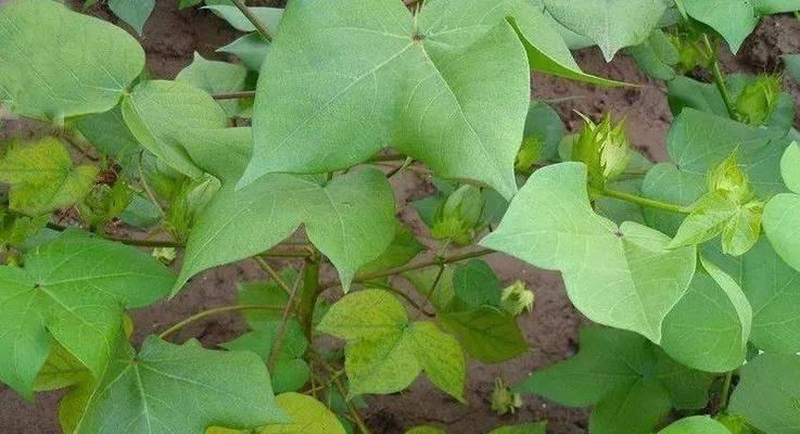 探秘棉花——一种重要的纺织原料（棉花属于哪种植物类型？特点和应用领域概述）