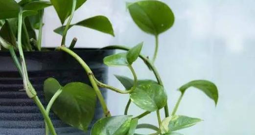 如何正确浇水幸运草？（幸运草的浇水时间及方法）
