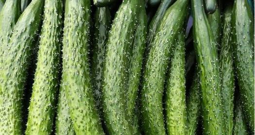 黄瓜——一种广泛种植的蔬菜（生长环境、营养价值和种植技巧）