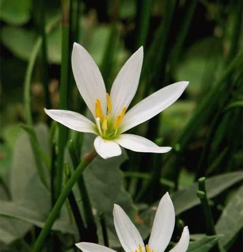 韭菜莲为什么不开花？（原因解析及相应措施、）