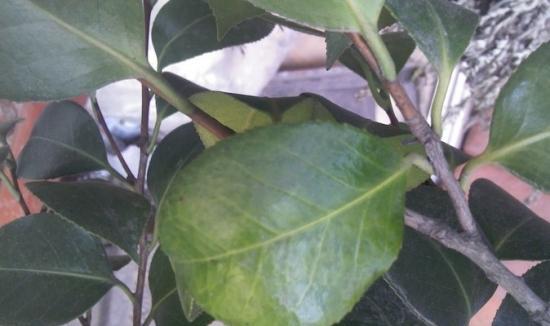 茶花树叶子发黄，如何拯救？（茶花树叶黄的原因分析及解决方法）