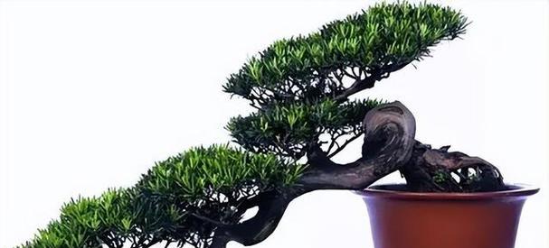 罗汉树养殖全攻略（如何成功种植罗汉树，看这里！）