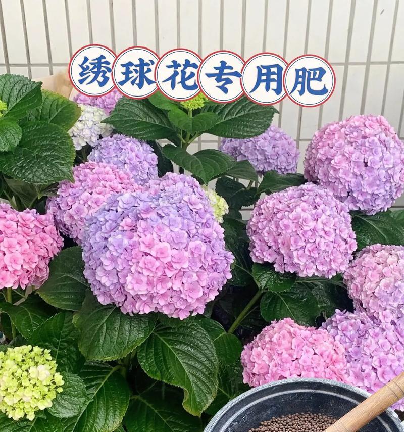 洋绣球花的室内养护（让你的家充满生机）