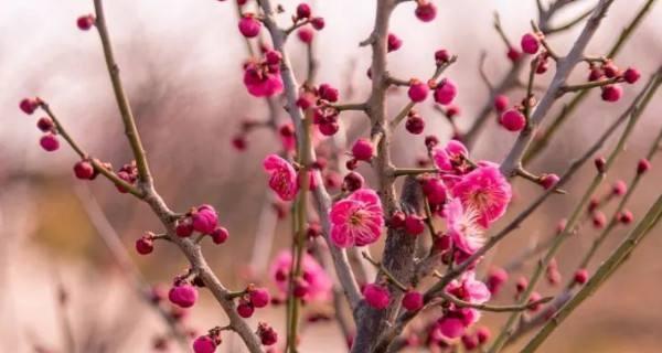 梅花之品质与精神（从品质到精神，探究梅花的内在价值）