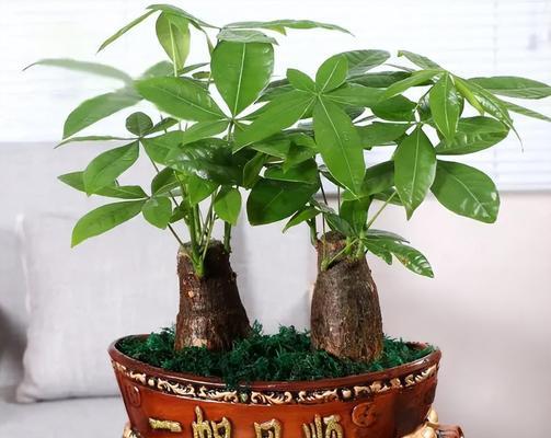 老板办公室必备的优美植物（打造高品质办公环境，一个植物能搞定）