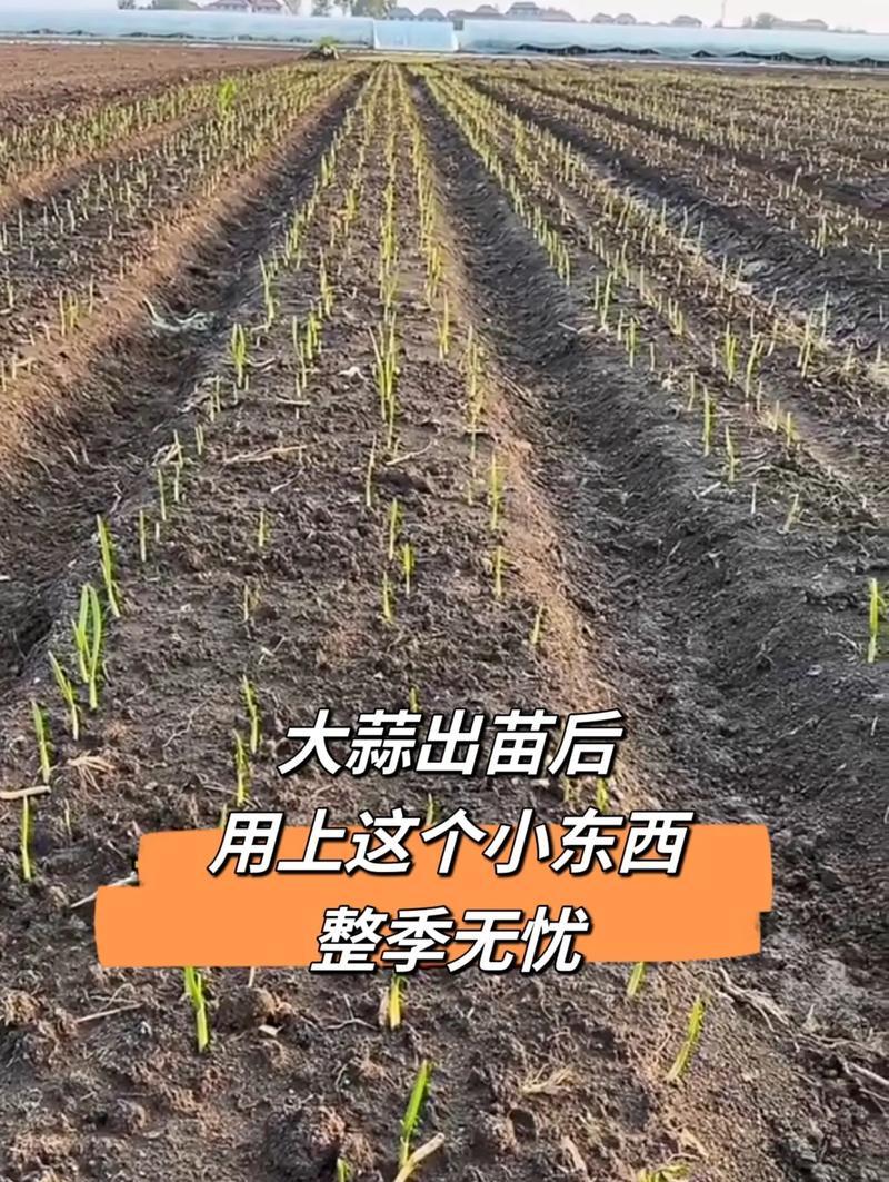 蒜头果种植条件详解（打造适宜的种植环境，收获丰收）