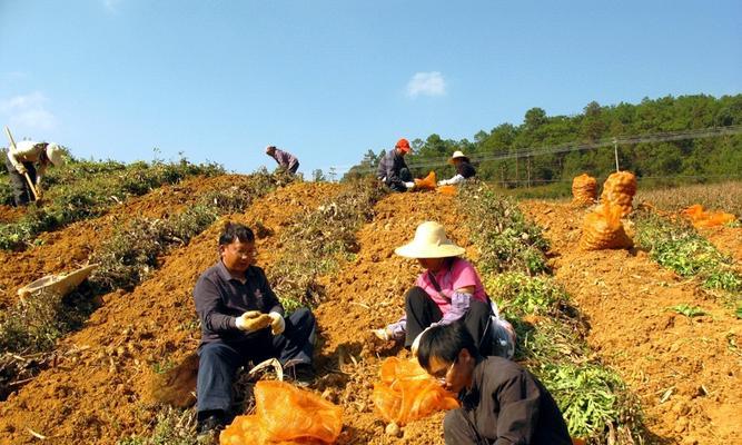 魔芋的最佳挖掘时间（魔芋的生长特点及挖掘技巧）