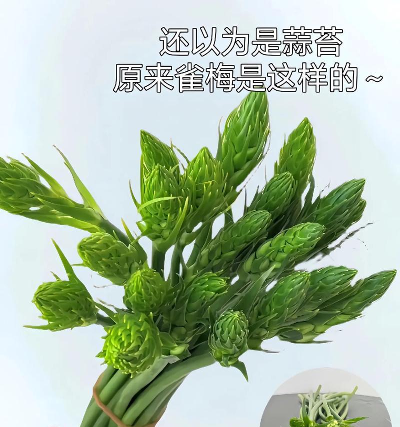 打造温馨家庭，从养一盆珍贵的雀梅开始（雀梅养护全攻略，让你轻松拥有一盆茂盛的雀梅）