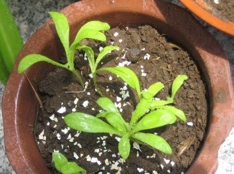 康乃馨的繁殖方法（从种植到繁殖，让康乃馨开满花园）