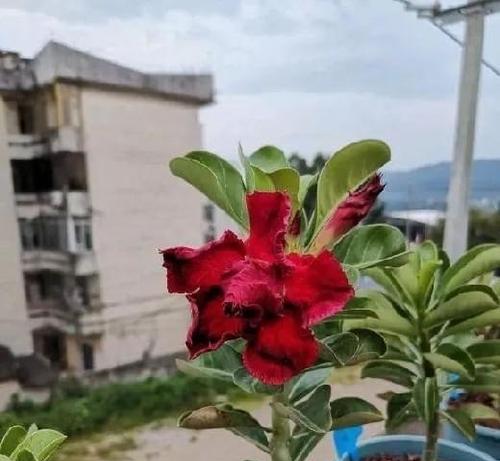 玫瑰花的生长习性特点和生长环境条件（探究玫瑰花的生长过程和需求条件）