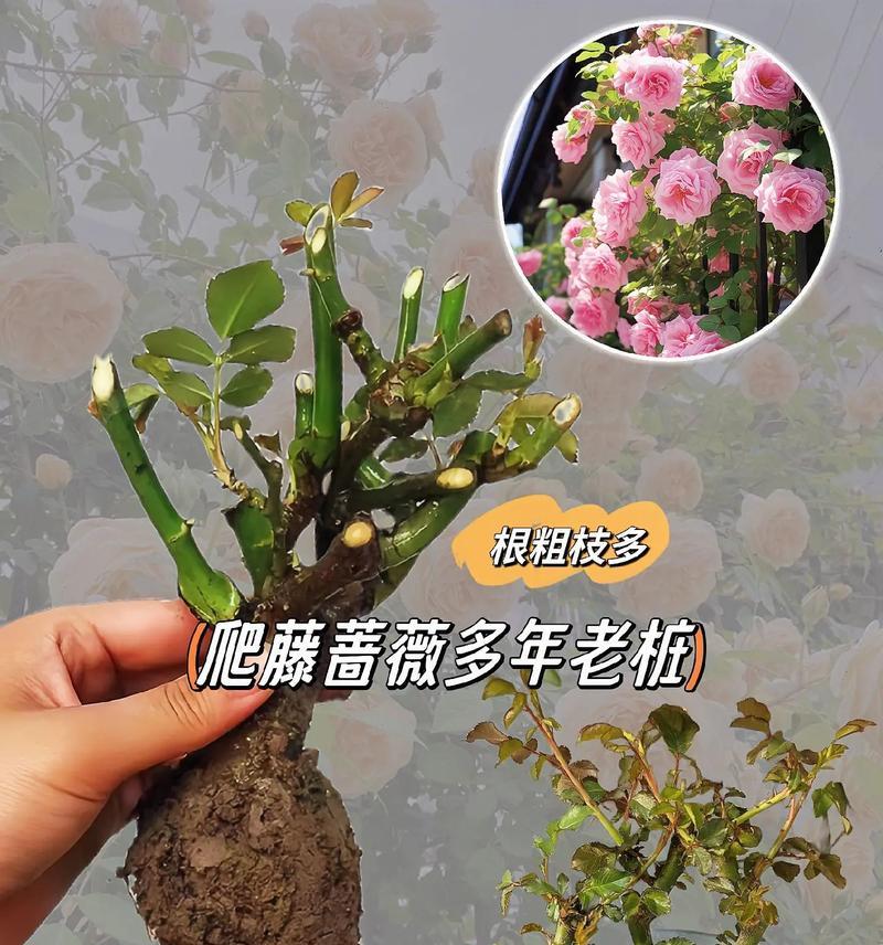 四季蔷薇花的浇水技巧（春夏秋冬各不同，掌握这些技巧让你的蔷薇花更美）