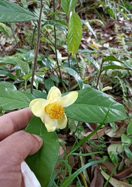 金花茶的适宜种植地点（探究金花茶的生态环境及培育方法）