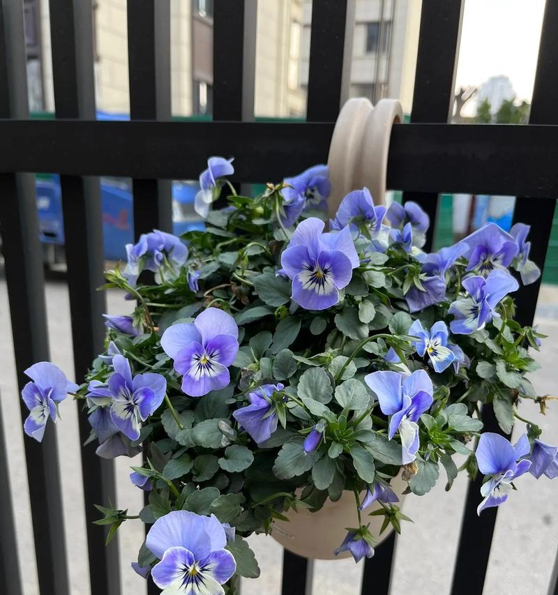 角堇花期短，一年仅开花一次（角堇花语、花期特征、栽培技巧和赏花注意事项）