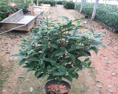 如何培育日香桂开花？（日香桂的养护技巧、灌溉方法、肥料选择以及病虫害防治）