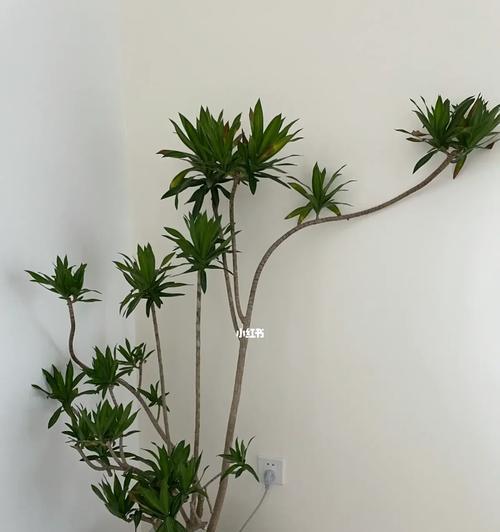 百合竹怎样浇水（正确的浇水频率和技巧）