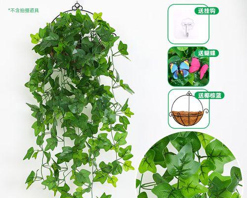绿萝（探索绿萝的特征、栽培和用途）