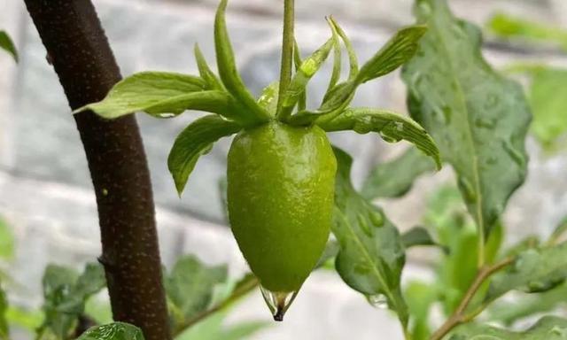 老鸦柿开花结果全攻略（探秘老鸦柿开花结果的时间、特点与栽培技巧）