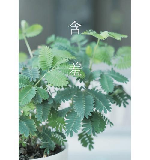 含羞草的种植技巧（合适大小的盆对含羞草的影响）