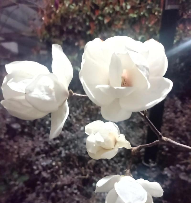 高贵神秘之花（探寻紫罗兰的花语与传说，了解它的生长环境和繁殖方法）