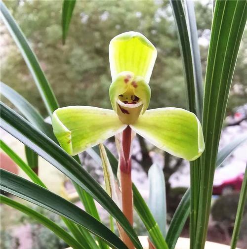 春兰必养经典品种推荐（15个品种，让你的花园美丽多彩）
