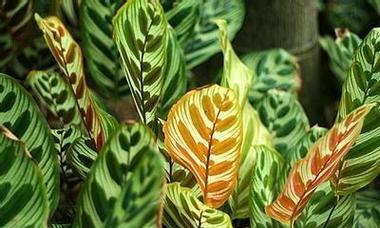 圣莲花盆栽的种植与养护（关注植物生长环境，打造靓丽花园）