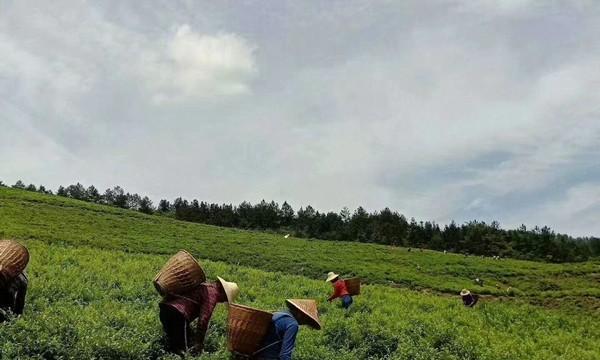 秋茶采摘的最佳时间（掌握采茶技巧，品尝秋茶美味）