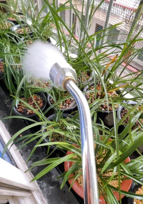 如何应对兰花浇水过多（避免兰花的过水烦恼）