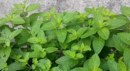 客厅风水大揭秘，薄荷之妙用（探究薄荷放客厅风水的奥妙与效果）