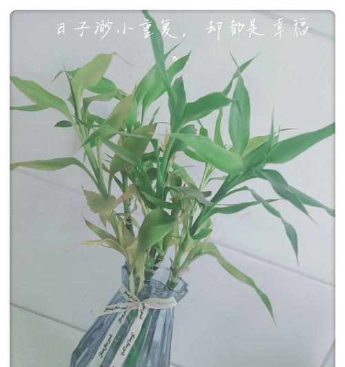 如何正确上盆和养护富贵竹（盆栽富贵竹的时间和技巧，详细的养护方法）