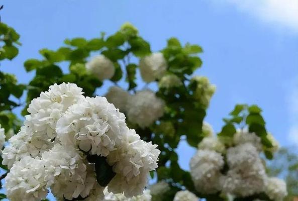 木本绣球的花期及开花次数（探究木本绣球的花期规律及影响因素）
