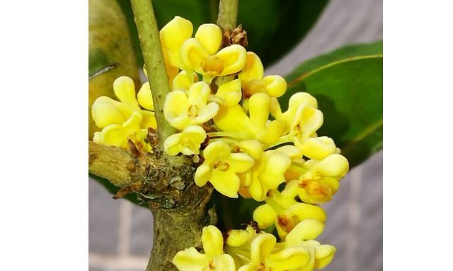 冬天也能见到“香”气扑鼻的桂花了？（探究桂花的冬日开花之谜）