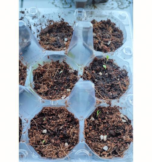 快速催芽辣椒种子的方法（如何让辣椒种子迅速发芽，让你的辣椒园更加茂盛）
