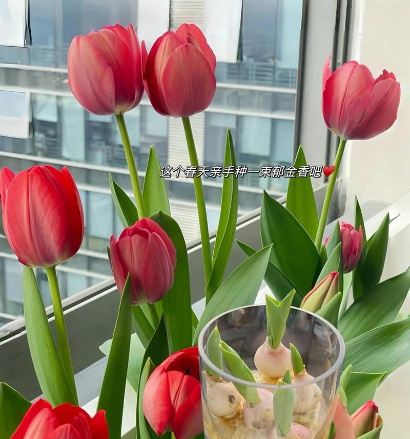 郁金香开花后的处理方法（保护花卉，延长生命期）