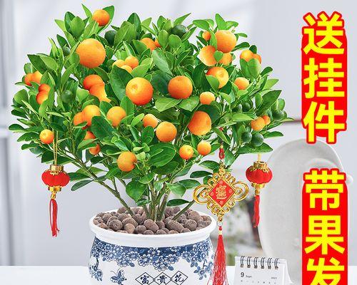 桔子树的生长习性及喜水情况详解（桔子树是否为喜水植物？——生长环境、水分需求及适应能力分析）
