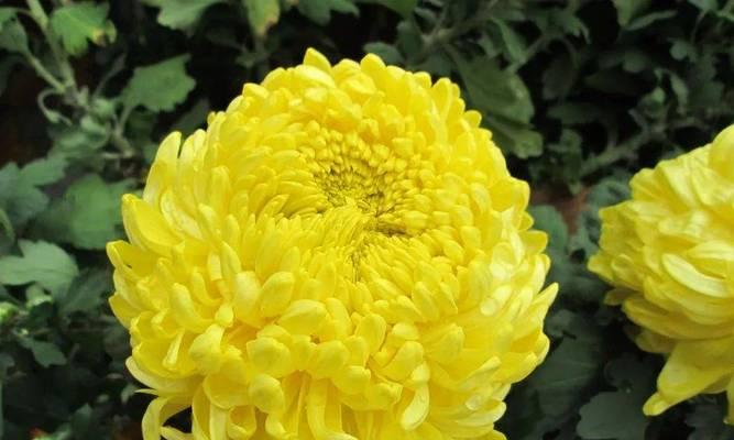 探秘菊花花期长短（从春季播种到开花的全过程）