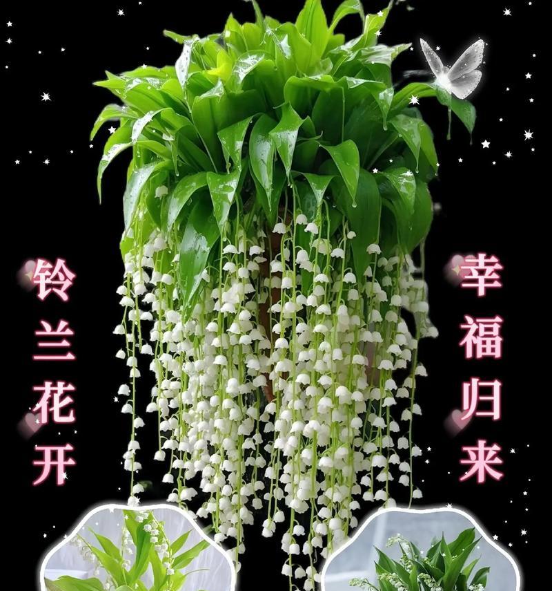 铃兰花——室内养护指南（打造舒适宜人的居家环境，让铃兰花成为你的新宠）