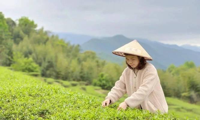 探究茶树生长的最适温度（茶树品质受温度影响的原理和适宜生长条件）