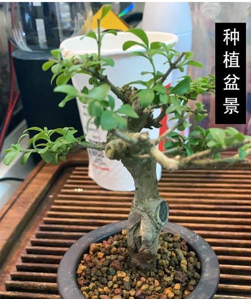 打造完美景天生长环境（掌握景天配土方法与种植土壤，让你的景天生机盎然）