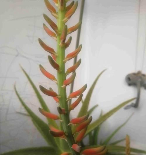 芦荟花的养殖技巧与方法（让你的芦荟花茂盛生长）
